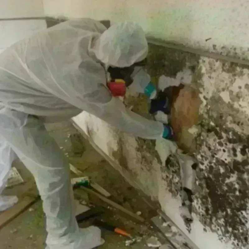 Mold Remediation and Removal in Nevada City, CA